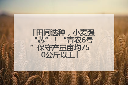 田间选种，小麦强“芯”！“青农6号”保守产量亩均750公斤以上