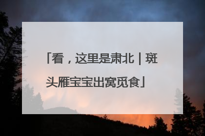 看，这里是肃北｜斑头雁宝宝出窝觅食