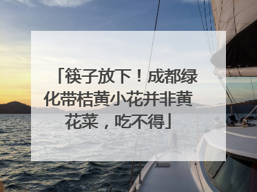 筷子放下！成都绿化带桔黄小花并非黄花菜，吃不得