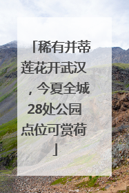 稀有并蒂莲花开武汉，今夏全城28处公园点位可赏荷
