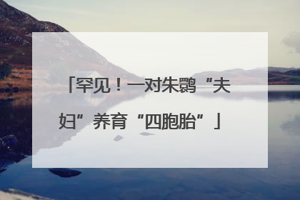 罕见！一对朱鹮“夫妇”养育“四胞胎”