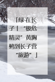 绿·在长子丨“极危精灵”黄胸鹀到长子营“旅游”