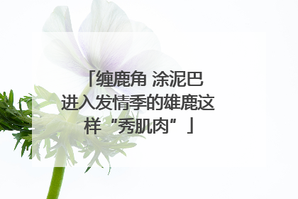 缠鹿角 涂泥巴 进入发情季的雄鹿这样“秀肌肉”