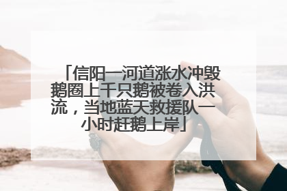 信阳一河道涨水冲毁鹅圈上千只鹅被卷入洪流，当地蓝天救援队一小时赶鹅上岸