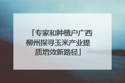 专家和种植户广西柳州探寻玉米产业提质增效新路径