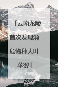 云南龙陵首次发现濒危物种大叶苹婆