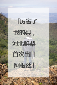 厉害了我的梨，河北鲜梨首次出口阿根廷