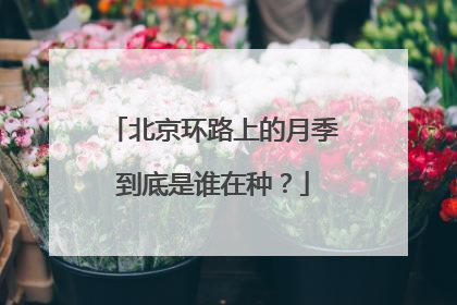 北京环路上的月季到底是谁在种？