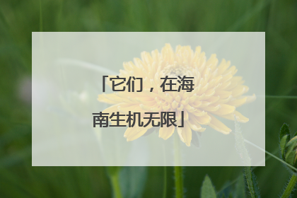 它们，在海南生机无限