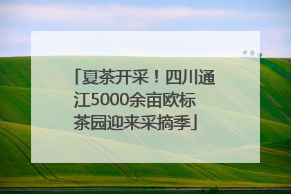 夏茶开采！四川通江5000余亩欧标茶园迎来采摘季