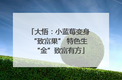 大悟：小蓝莓变身“致富果” 特色生“金”致富有方