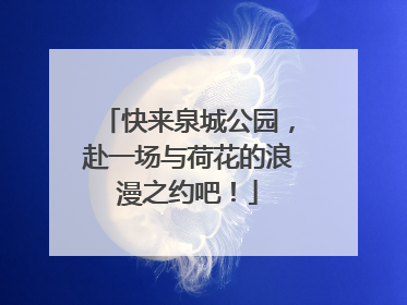 快来泉城公园，赴一场与荷花的浪漫之约吧！