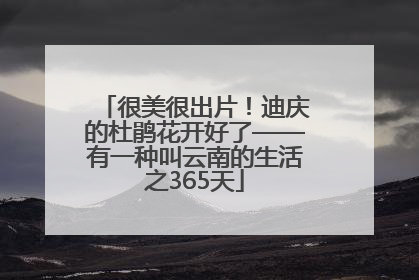 很美很出片！迪庆的杜鹃花开好了——有一种叫云南的生活之365天