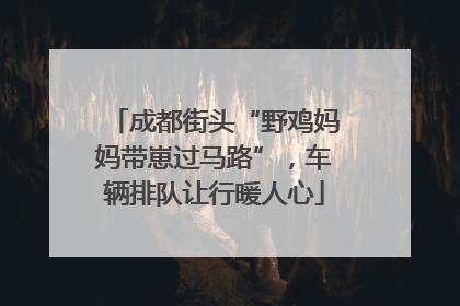 成都街头“野鸡妈妈带崽过马路”，车辆排队让行暖人心
