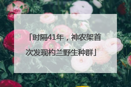 时隔41年，神农架首次发现杓兰野生种群