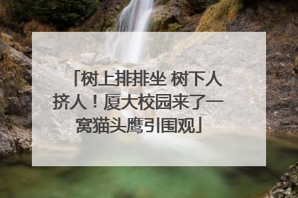 树上排排坐 树下人挤人！厦大校园来了一窝猫头鹰引围观