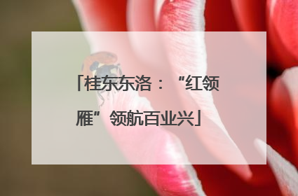 桂东东洛：“红领雁”领航百业兴