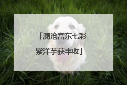 澜沧富东七彩紫洋芋获丰收