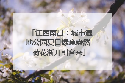 江西南昌：城市湿地公园夏日绿意盎然 荷花渐开引客来