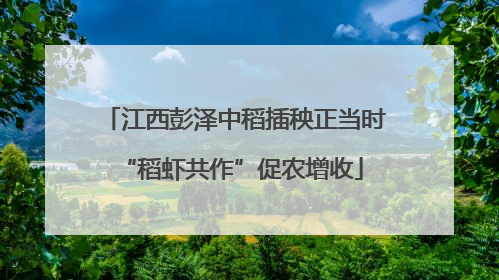 江西彭泽中稻插秧正当时 “稻虾共作”促农增收