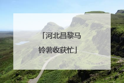 河北昌黎马铃薯收获忙