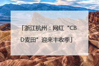 浙江杭州：网红“CBD麦田”迎来丰收季