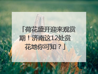 荷花盛开迎来观赏期！济南这12处赏花地你可知？