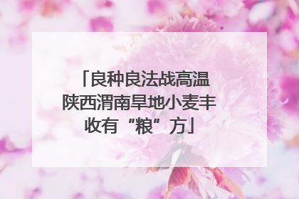 良种良法战高温 陕西渭南旱地小麦丰收有“粮”方
