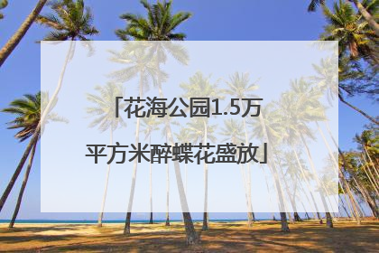 花海公园1.5万平方米醉蝶花盛放