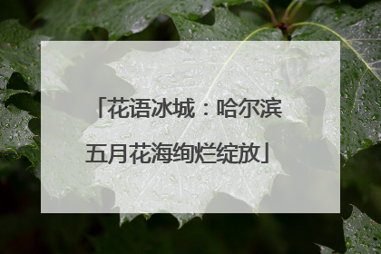 花语冰城：哈尔滨五月花海绚烂绽放