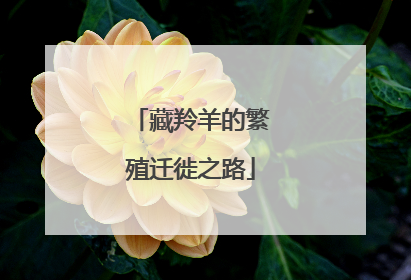 藏羚羊的繁殖迁徙之路