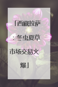 西藏拉萨：冬虫夏草市场交易火爆