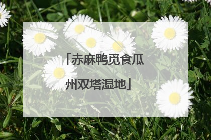赤麻鸭觅食瓜州双塔湿地