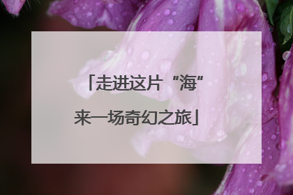 走进这片“海”来一场奇幻之旅