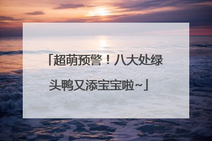 超萌预警！八大处绿头鸭又添宝宝啦~