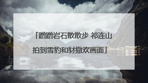 蹭蹭岩石散散步 祁连山拍到雪豹和豺撒欢画面