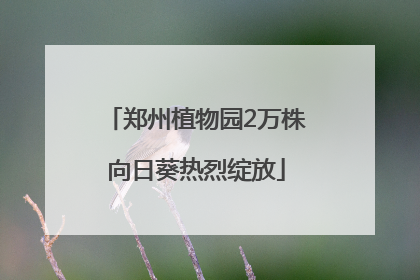 郑州植物园2万株向日葵热烈绽放