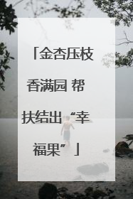 金杏压枝香满园 帮扶结出“幸福果”