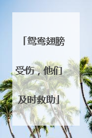 鸳鸯翅膀受伤，他们及时救助