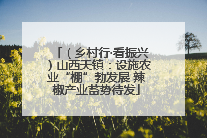 （乡村行·看振兴）山西天镇：设施农业“棚”勃发展 辣椒产业蓄势待发