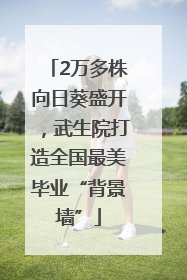 2万多株向日葵盛开，武生院打造全国最美毕业“背景墙”