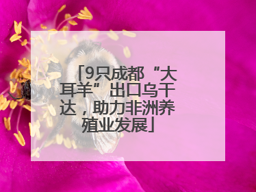 9只成都“大耳羊”出口乌干达，助力非洲养殖业发展